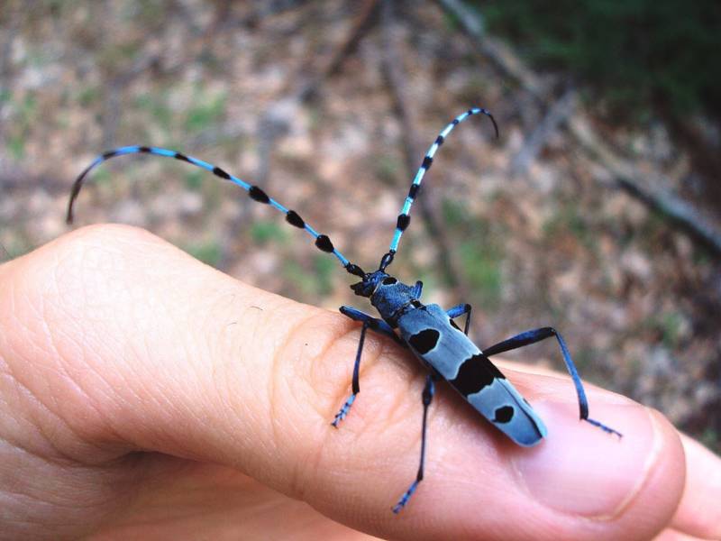Жук дровосек - описание, питание, как выглядит, статус в красной книге