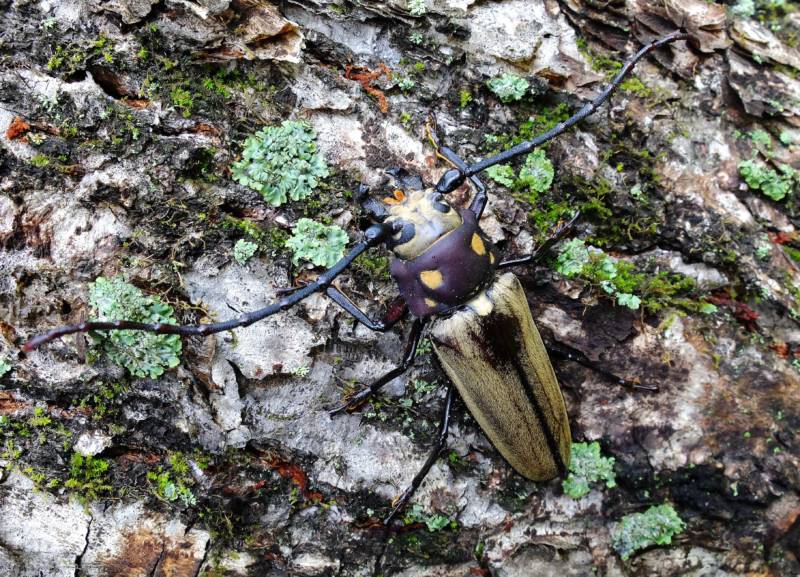 Жук дровосек - описание, питание, как выглядит, статус в красной книге