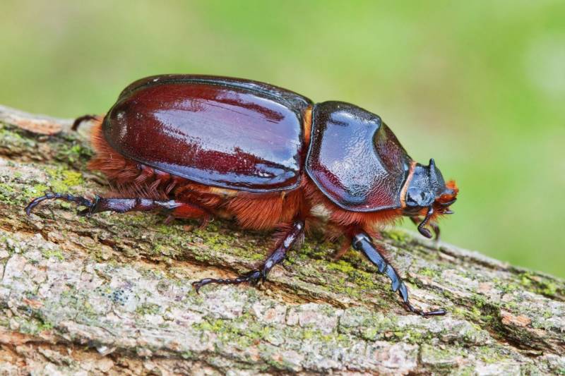 Жук-носорог: краткое описание, размеры, как выглядит, разновидности, где обитает, чем питается, интересные факты