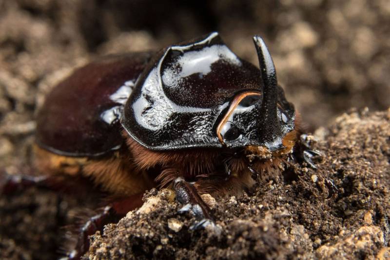 Жук-носорог: краткое описание, размеры, как выглядит, разновидности, где обитает, чем питается, интересные факты