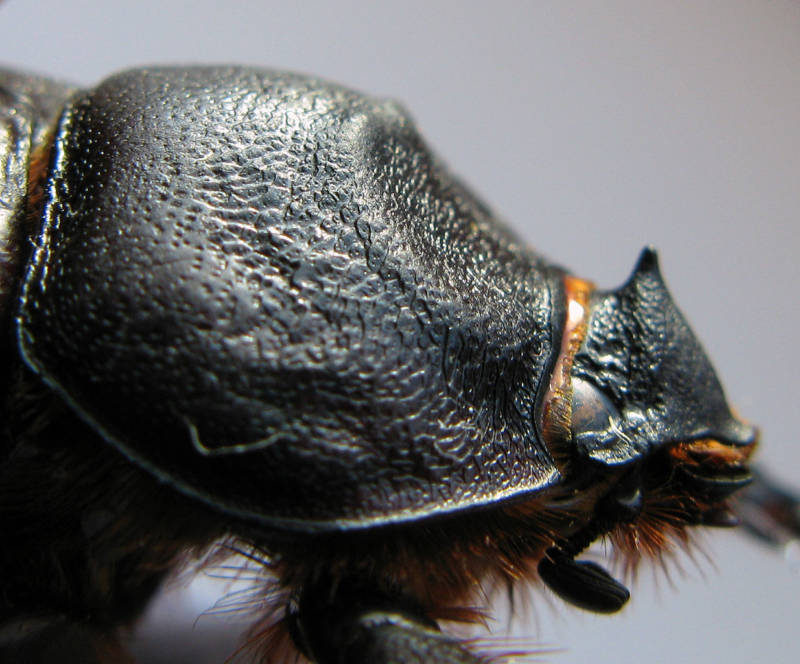 Жук-носорог:  описание насекомого, особенности, виды, образ жизни