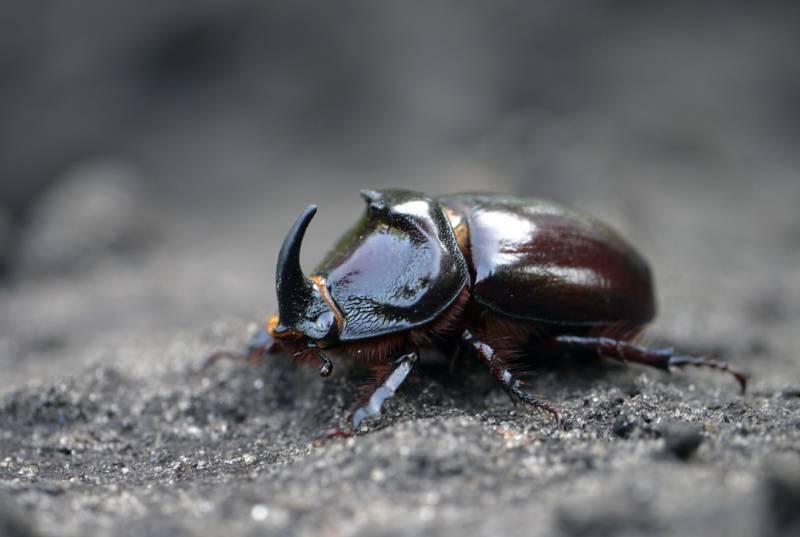 Жук-носорог: краткое описание, размеры, как выглядит, разновидности, где обитает, чем питается, интересные факты