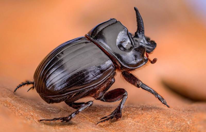 Жук-носорог:  описание насекомого, особенности, виды, образ жизни