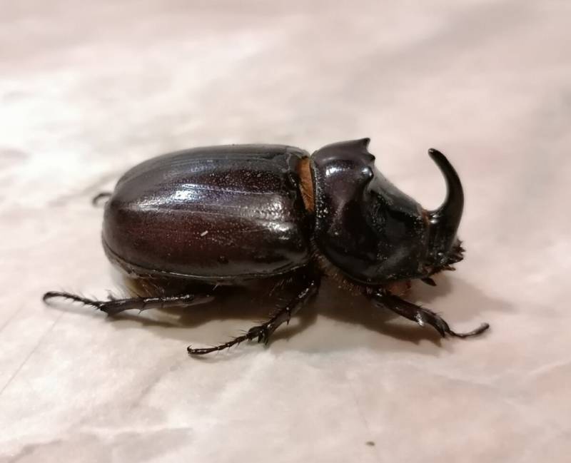 Жук-носорог:  описание насекомого, особенности, виды, образ жизни