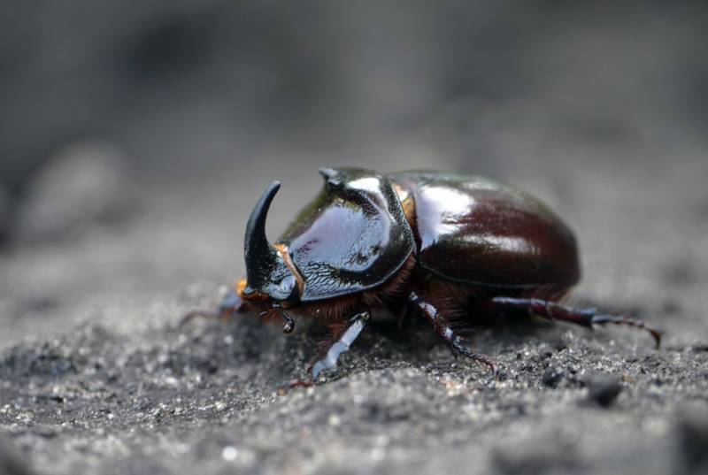 Жук-носорог:  описание насекомого, особенности, виды, образ жизни