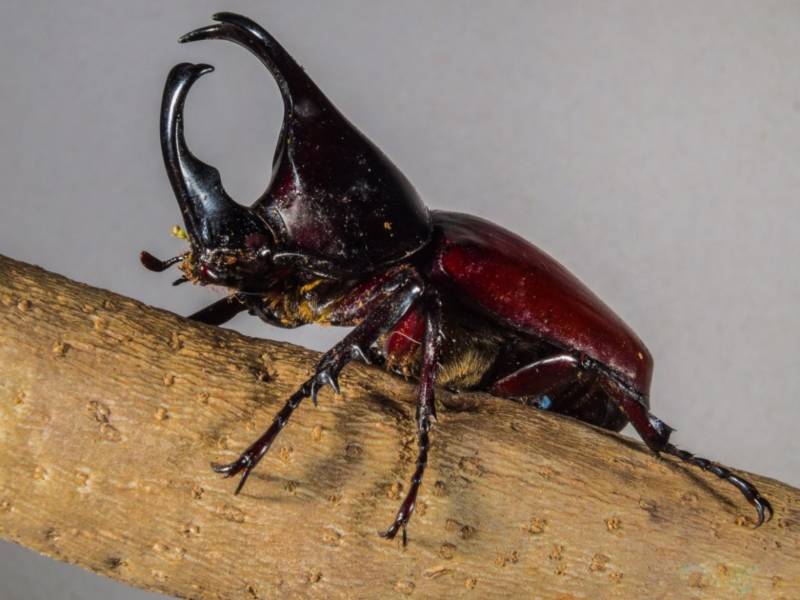 Жук-носорог: краткое описание, размеры, как выглядит, разновидности, где обитает, чем питается, интересные факты