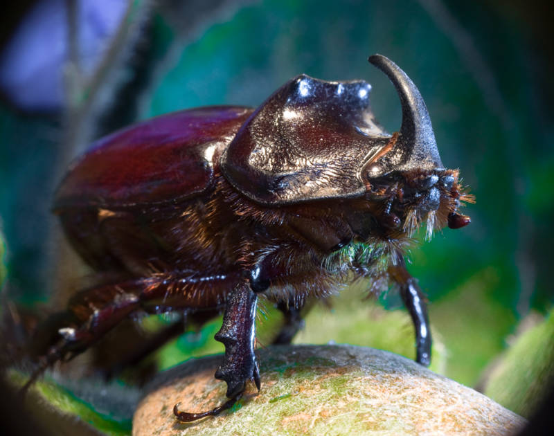 Жук-носорог: краткое описание, размеры, как выглядит, разновидности, где обитает, чем питается, интересные факты