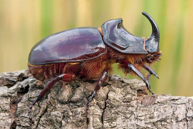 Жук-носорог: краткое описание, размеры, как выглядит, разновидности, где обитает, чем питается, интересные факты
