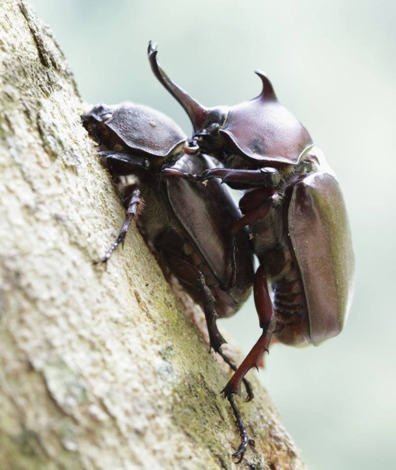 Жук-носорог: краткое описание, размеры, как выглядит, разновидности, где обитает, чем питается, интересные факты