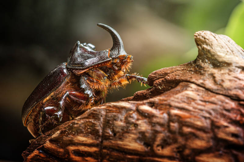 Жук-носорог:  описание насекомого, особенности, виды, образ жизни