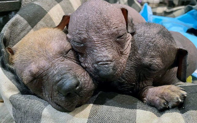 Ксолоитцкуинтли – плюсы и минусы, особенности ухода, содержания и дрессировки, интересные факты