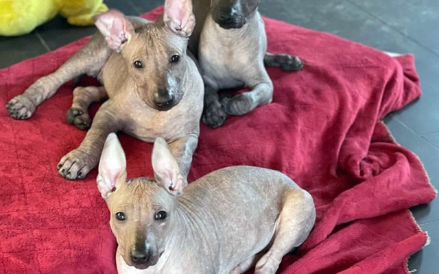 Ксолоитцкуинтли – плюсы и минусы, особенности ухода, содержания и дрессировки, интересные факты