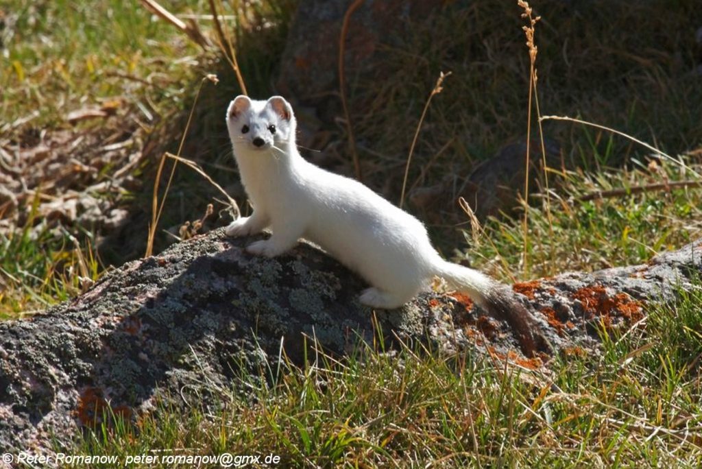 Горностай - как выглядит, где водится и чем питается