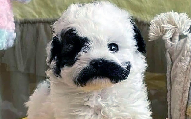 Мальтипу: описание