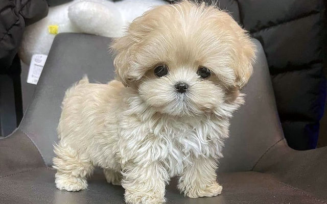 Мальтипу: описание