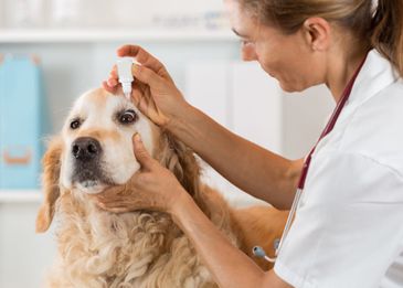 Сколько живут собаки:  как продлить года жизни в домашних условиях