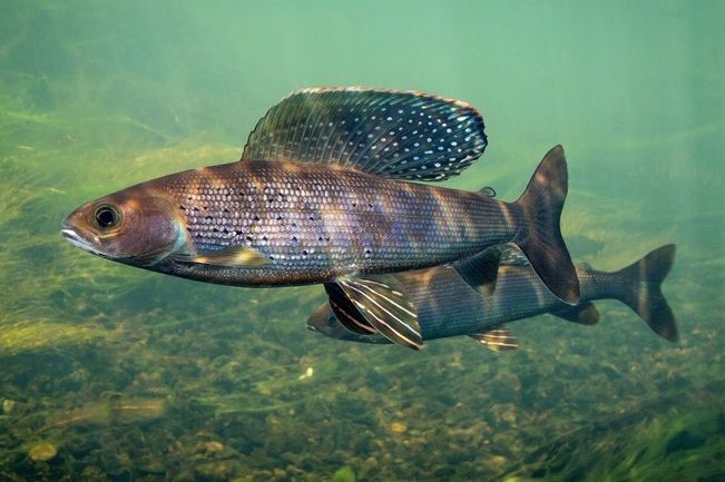 Хариус Сибирский — рыба семейства лососевых, Thymallus arcticus