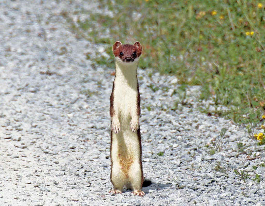 Горностай - как выглядит, где водится и чем питается