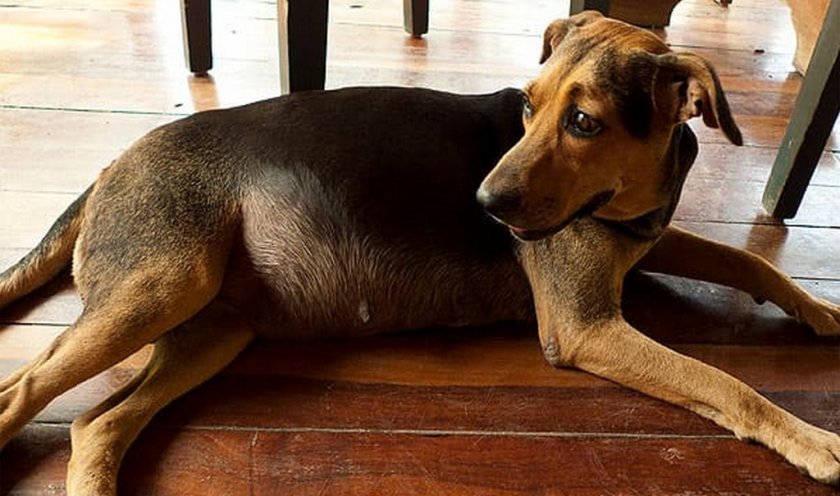 Сколько живут собаки:  как продлить года жизни в домашних условиях