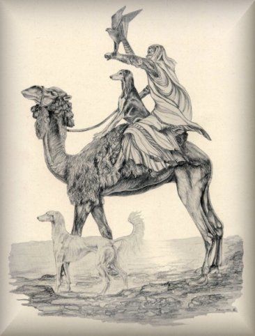 Салюки - порода собак персидская борзая, описание породы