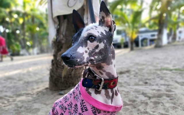 Ксолоитцкуинтли – плюсы и минусы, особенности ухода, содержания и дрессировки, интересные факты