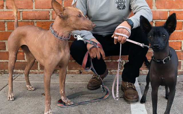 Ксолоитцкуинтли – плюсы и минусы, особенности ухода, содержания и дрессировки, интересные факты