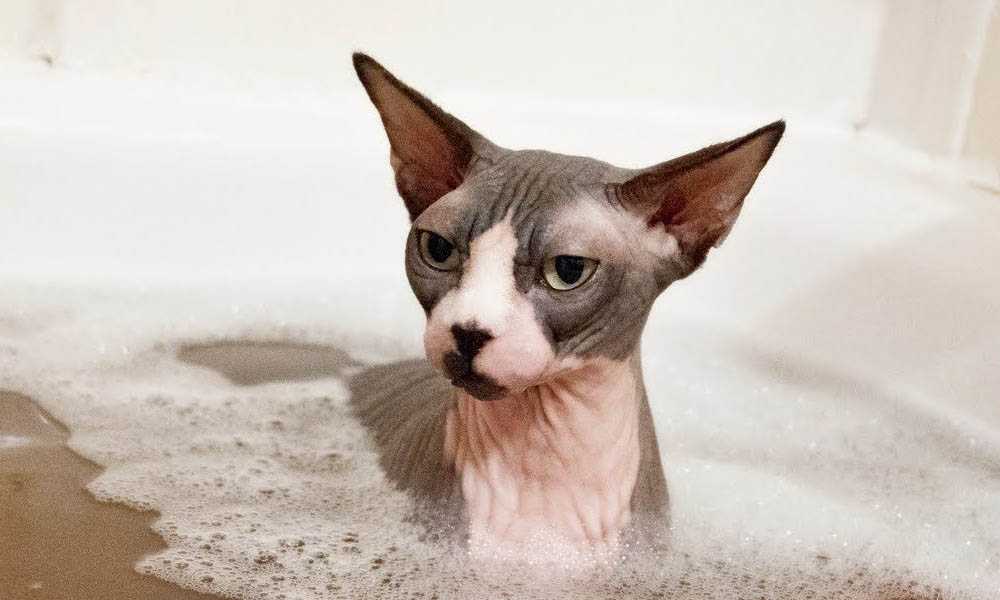 Купание сфинкса