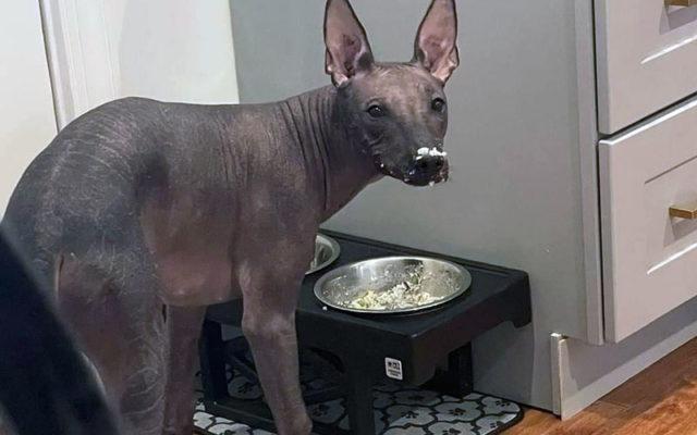 Ксолоитцкуинтли – плюсы и минусы, особенности ухода, содержания и дрессировки, интересные факты