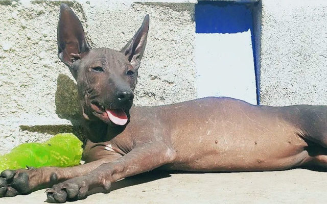 Ксолоитцкуинтли – плюсы и минусы, особенности ухода, содержания и дрессировки, интересные факты