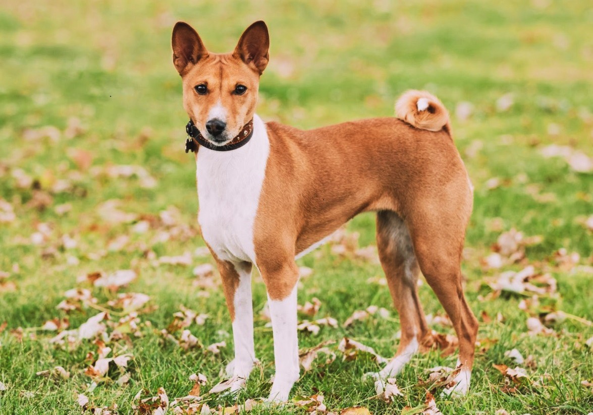 gipoallergennaya-sobaka-bassengi