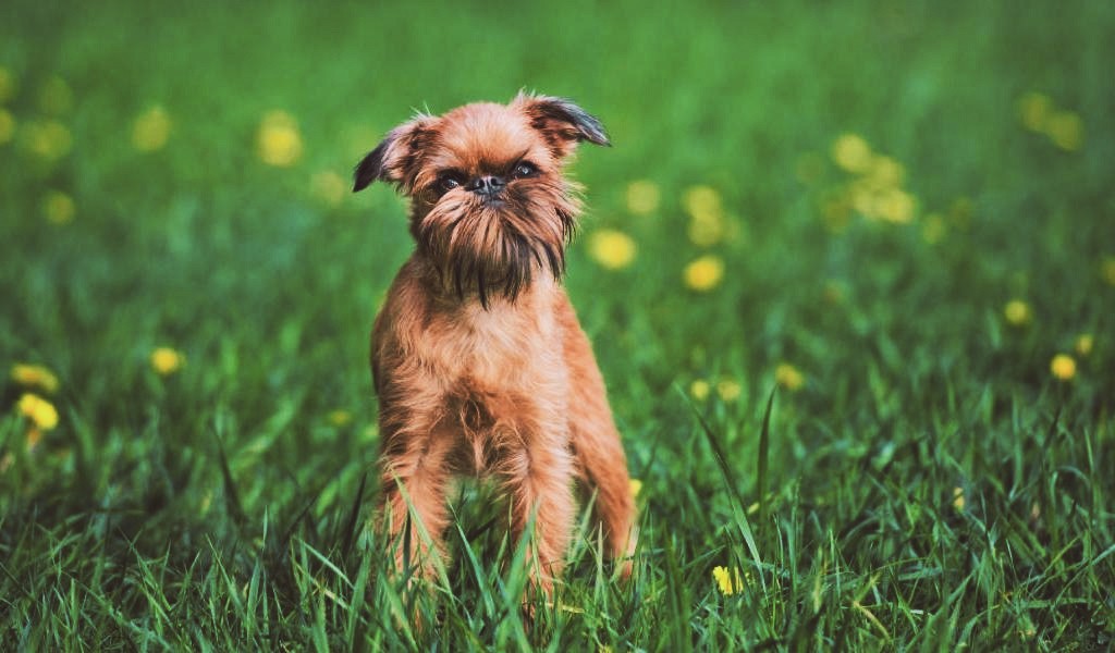 gipoallergennaya-sobaka-brusselskii-grifon