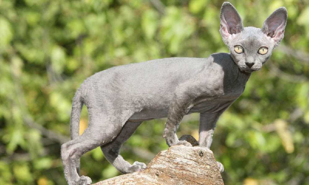 Девон рекс (окрас серый)