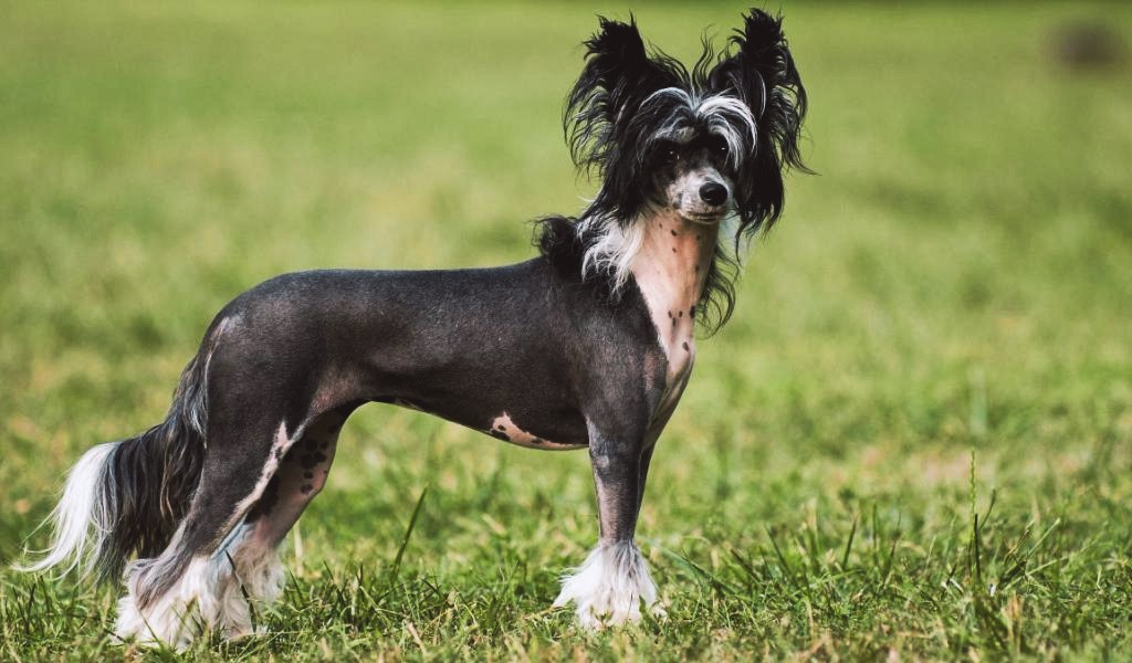 gipoallergennaya-sobaka-kitajskaya-hohlataya