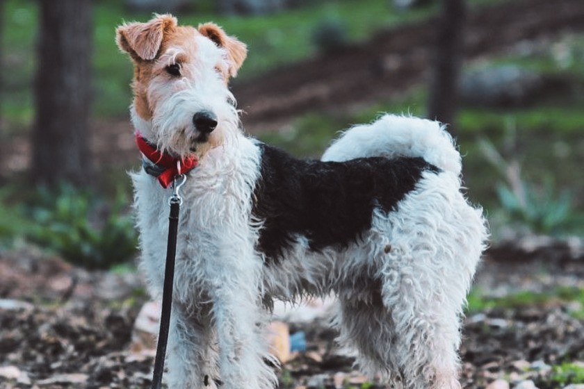 gipoallergennaya-sobaka-zerstkosherstnyi-foksterier