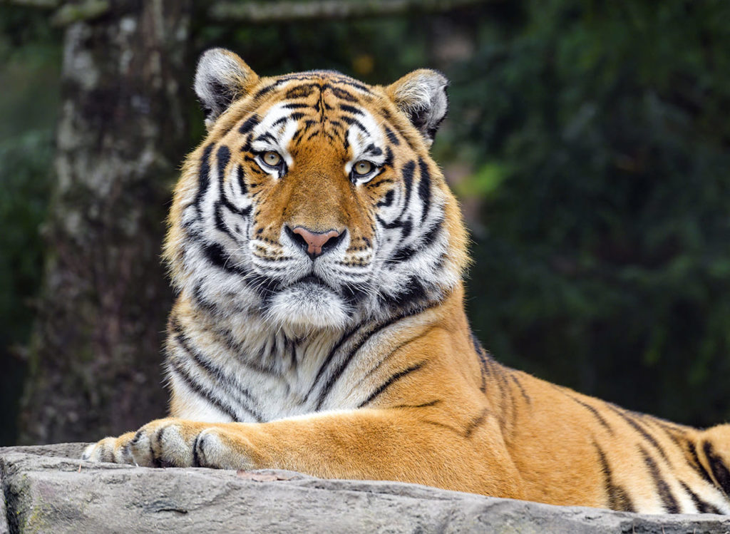 амурский тигр