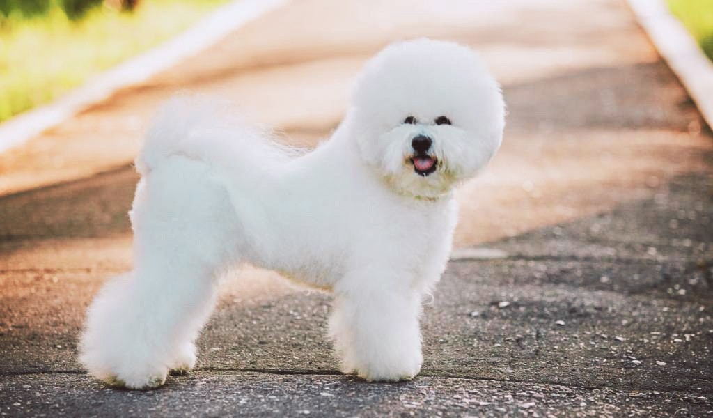 gipoallergennaya-sobaka-bishon-frize