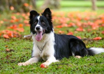 Бордер-колли