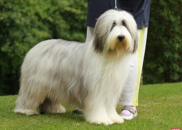 Сколько живут собаки:  как продлить года жизни в домашних условиях