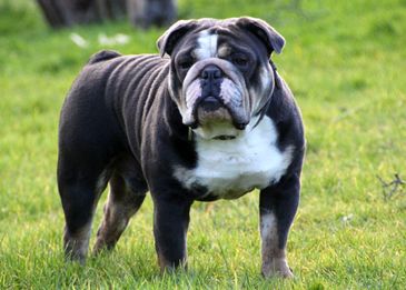 Сколько живут собаки:  как продлить года жизни в домашних условиях