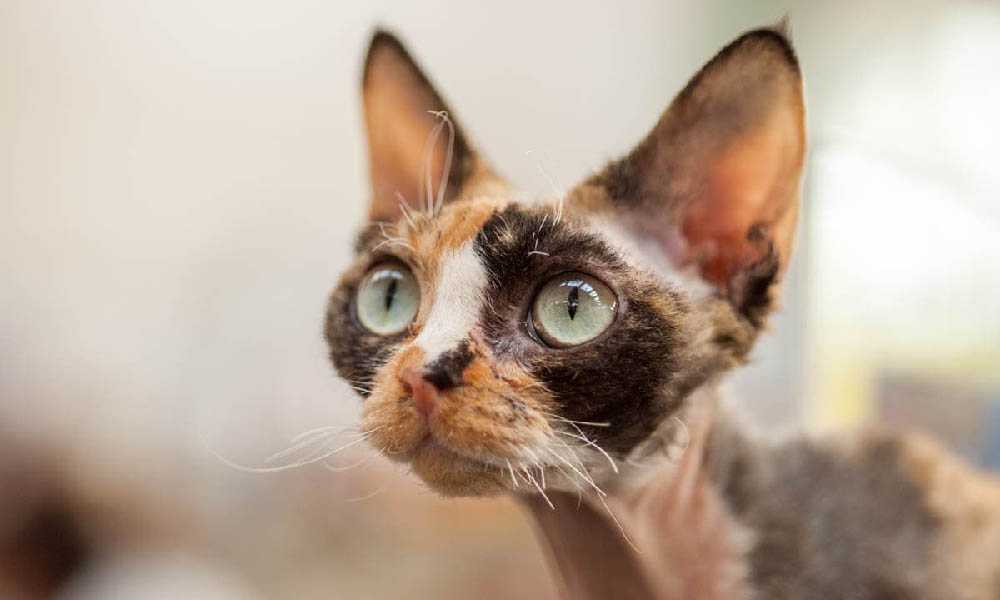 трехцветный девон-рекс