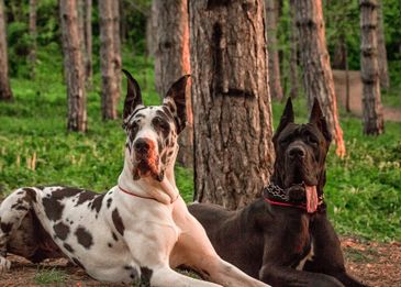 Сколько живут собаки:  как продлить года жизни в домашних условиях