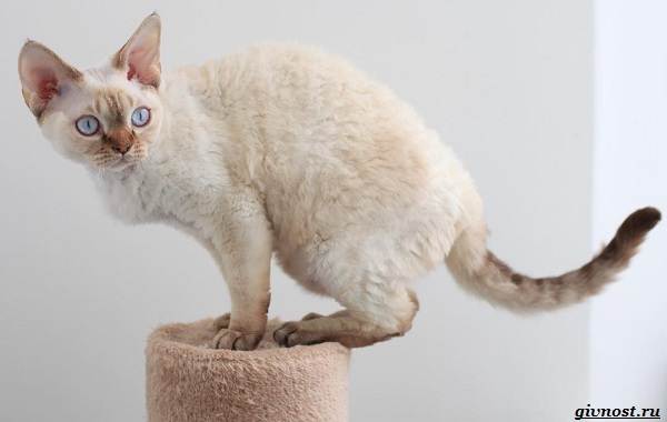 Девон-рекс-порода-кошек-описание-и-особенности-11