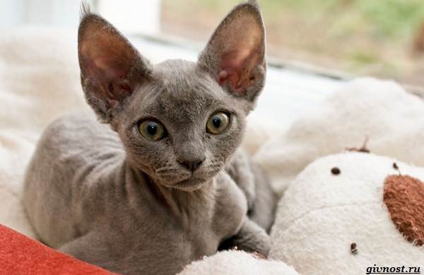 Девон-рекс-порода-кошек-описание-и-особенности-2