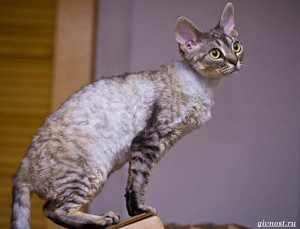 Девон-рекс-порода-кошек-описание-и-особенности-3