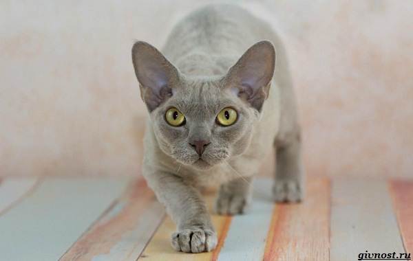 Девон-рекс-порода-кошек-описание-и-особенности-8