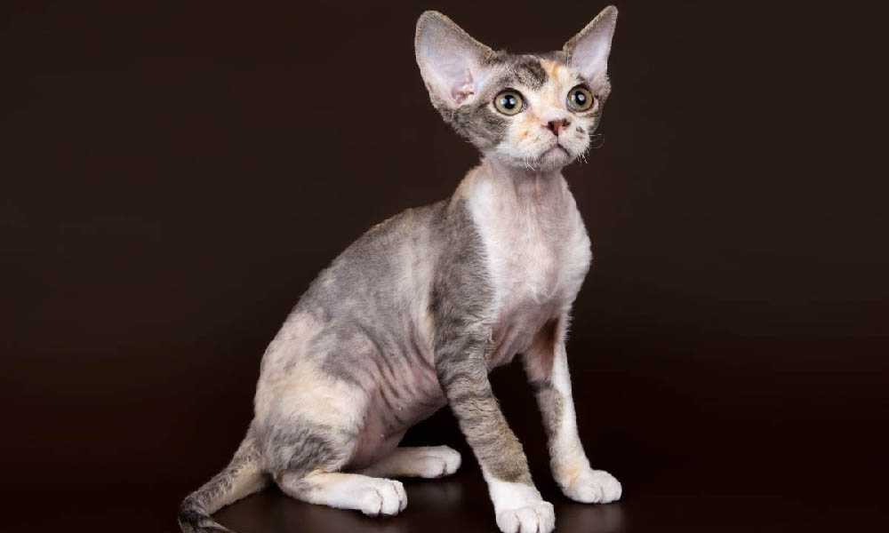 девон рекс описание породы