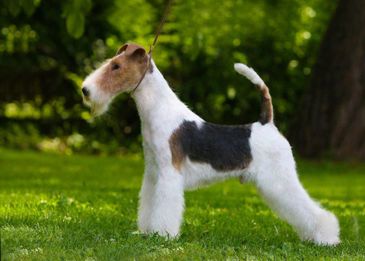 Сколько живут собаки:  как продлить года жизни в домашних условиях