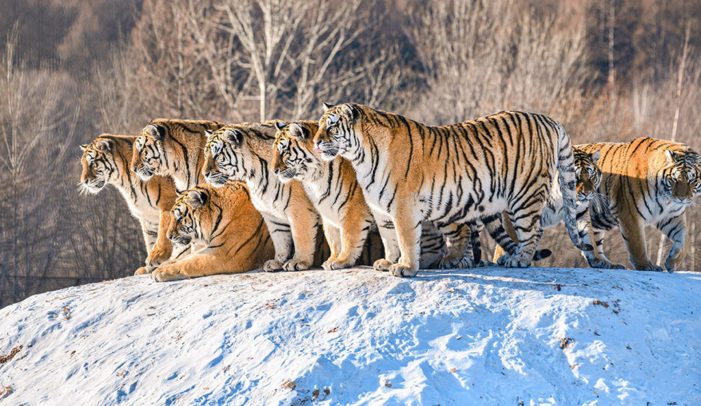 где-живут-тигр-в-дикой-природа