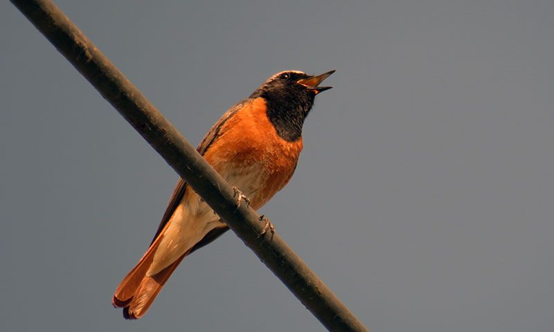 Зарянка - птица рождественская
