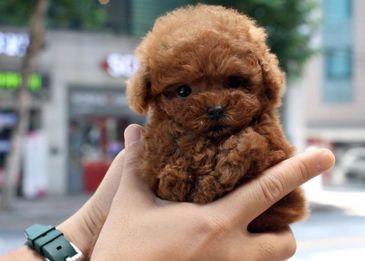 Сколько живут собаки:  как продлить года жизни в домашних условиях